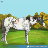 Horse Color:White Spotted Liver Chestnut Near Leopard Rabicano