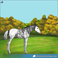 Horse Color:Liver Chestnut Sabino Splash Appaloosa