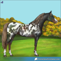 Horse Color:Liver Chestnut Blanket 
