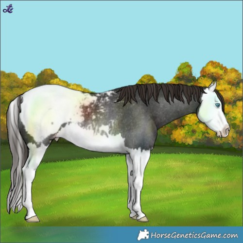 Horse Color:Liver Chestnut Splash Snowcap Rabicano 