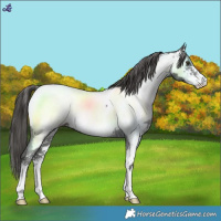 Horse Color:Liver Chestnut Sabino Near Fewspot
