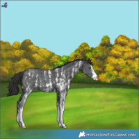 Horse Color:Liver Chestnut Sabino