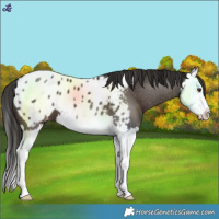 Horse Color:Liver Chestnut Splash Blanket 
