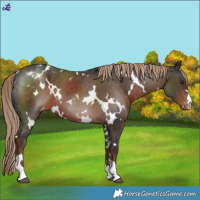 Horse Color:White Spotted Liver Chestnut Varnish