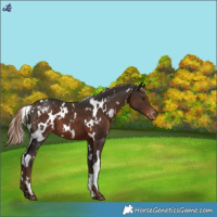 Horse Color:White Spotted Liver Chestnut Varnish