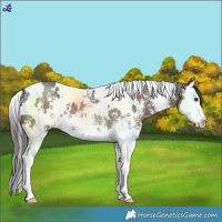 Horse Color:White Spotted Liver Chestnut Sabino Splash