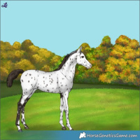 Horse Color:White Spotted Liver Chestnut Near Leopard 