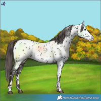 Horse Color:White Spotted Liver Chestnut Near Leopard 