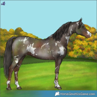 Horse Color:White Spotted Liver Chestnut Blanket