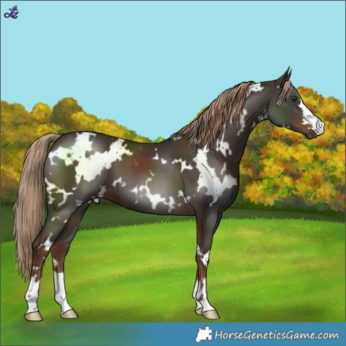 Horse Color:White Spotted Liver Chestnut 
