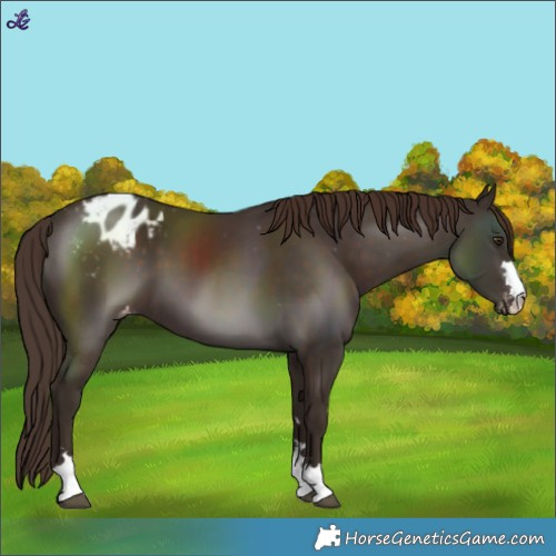 Horse Color:Liver Chestnut Varnish 