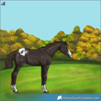 Horse Color:Liver Chestnut Varnish