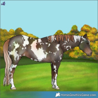 Horse Color:White Spotted Liver Chestnut