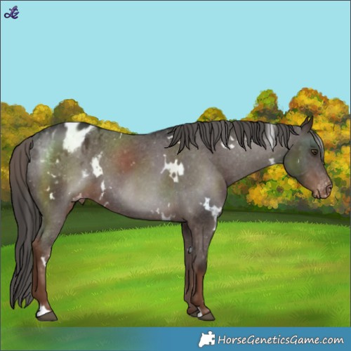 Horse Color:White Spotted Liver Chestnut Varnish 