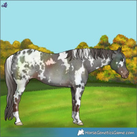 Horse Color:White Spotted Liver Chestnut Varnish 