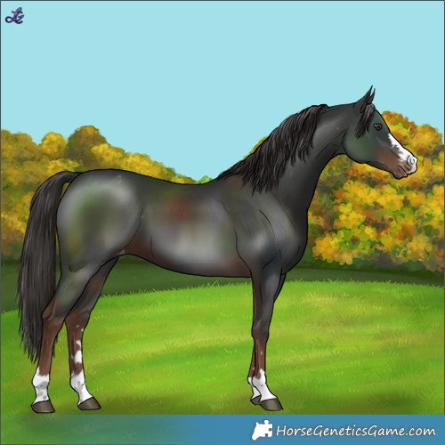 Horse Color:Liver Chestnut Varnish 