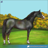 Horse Color:Liver Chestnut Varnish