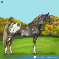 Horse Color:White Spotted Liver Chestnut Sabino Blanket