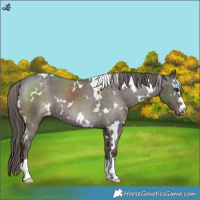 Horse Color:White Spotted Liver Chestnut Varnish
