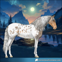 Horse Color:Silver Buckskin Roan Tobiano Appaloosa