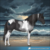 Horse Color:Smoky Black Tobiano 