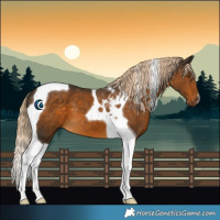 Horse Color:Chocolate Palomino Tobiano 