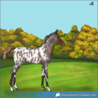 Horse Color:White Spotted Liver Red Roan Appaloosa