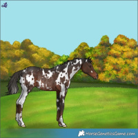 Horse Color:White Spotted Liver Chestnut Rabicano