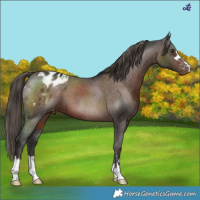 Horse Color:Liver Chestnut Blanket