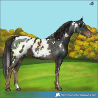 Horse Color:White Spotted Liver Chestnut Blanket