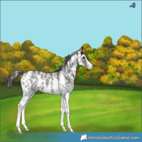 Horse Color:Liver Chestnut Sabino 