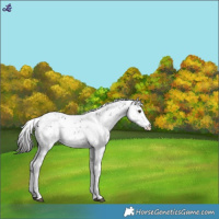 Horse Color:Liver Chestnut Sabino