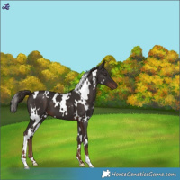 Horse Color:White Spotted Liver Chestnut 