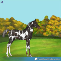 Horse Color:White Spotted Liver Chestnut Snowcap 