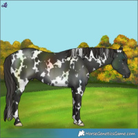 Horse Color:White Spotted Liver Chestnut 