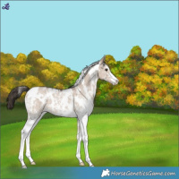 Horse Color:White Spotted Liver Red Dun Sabino