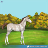 Horse Color:Liver Red Dun Sabino 