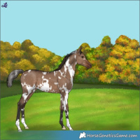 Horse Color:White Spotted Liver Red Dun