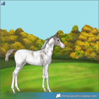 Horse Color:White Spotted Liver Chestnut Sabino