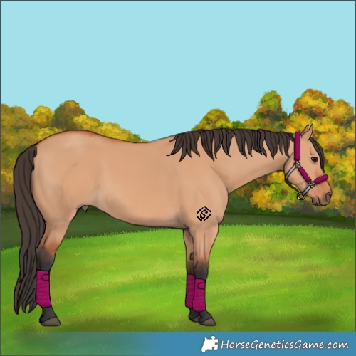 Horse Color:Bay Dun 