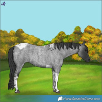 Horse Color:Blue Roan Tobiano