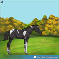 Horse Color:Smoky Black Tobiano