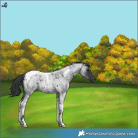 Horse Color:Blue Roan Tobiano