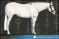 Horse Color:Cremello Splash  and Cremello Splash Frame 