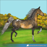 Horse Color:White Spotted Silver Buckskin Tobiano 