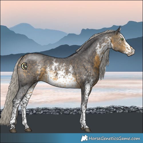 Horse Color:White Spotted Silver Buckskin Sabino 