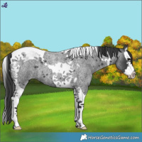Horse Color:Blue Roan Splash Tobiano