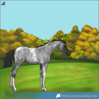 Horse Color:Blue Roan Tobiano
