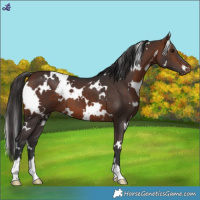 Horse Color:White Spotted Bay 