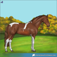 Horse Color:Chestnut Tobiano 